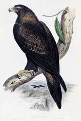 Steenarend (Aquila chrysaetos), lithografie uit Birds of Australia and Great Britain door John Gould (1804-1881), Verenigd Koninkrijk