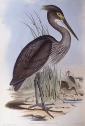 Grootbekreiger (Ardea sumatrana), gravure door John Gould