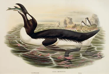Grote alk Pinguinus impennis, gravure