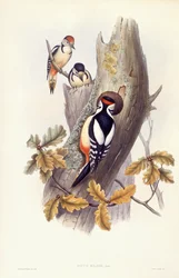 Grote Bonte Specht (Dendrocopos major), Gravure door John Gould