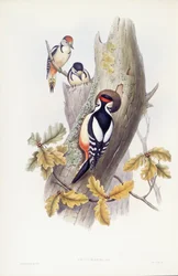 Grote bonte specht (Dendrocopos major), gravure door John Gould