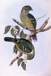 Groene katvogel (Ailuroedus crassirostris), gravure