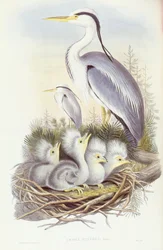 Grijze reiger (Ardea cinerea), gravure door John Gould