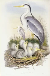 Blauwe reiger (Ardea cinerea), gravure door John Gould