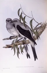 Grondkoekoekshrike (Coracina maxima), gravure door John Gould