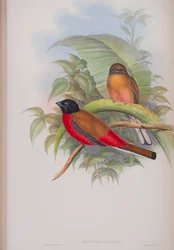 Harpactes Duvauceli, plaat uit The Birds of Great Britain door John Gould, gepubliceerd 1862-73