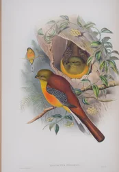 Harpactes Oreskios, plaat uit The Birds of Great Britain door John Gould, gepubliceerd 1862-73