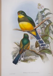 Harpactes Reinwardti, plaat uit The Birds of Great Britain door John Gould, gepubliceerd 1862-73