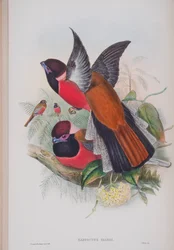 Harpactus Diardi, plaat uit The Birds of Great Britain door John Gould, gepubliceerd 1862-73