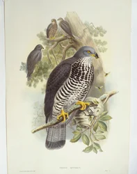 Wespendief (Pernis apivorus), illustratie