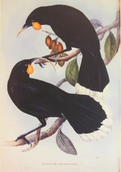 Huia paar illustratie