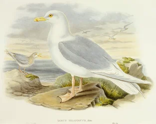 IJslandse meeuw (Larus glaucoides), gravure