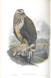 Illustratie van Archibuteo Lagopus (Ruigpootbuizerd)