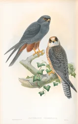 Illustratie van Erythropus Vespertinus (Roodpootvalk)