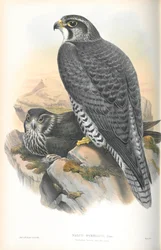 Illustratie van Falco Gyrfalco (Noorse Giervalk)