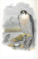 Illustratie van Falco Peregrinus (Slechtvalk)
