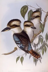 Lachende kookaburra (Dacelo novaeguineae), gravure door John Gould
