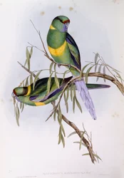 Mallee ringneck (Platycercus of Barnardius barnardi), gravure door John Gould
