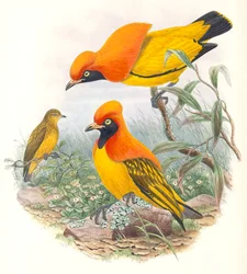 Gemaskerde Bowerbird