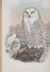 Nyctea Nivea, plaat uit The Birds of Great Britain door John Gould, uitgegeven 1862-73