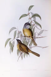 Olijfzanger (Pachycephala olivacea), Gravure door John Gould