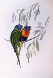 Sierlijke lori (Trichoglossus ornatus), gravure door John Gould