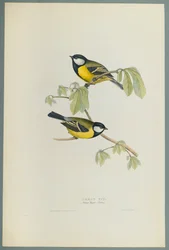Parus Major: Koolmees