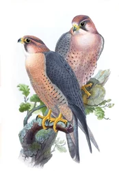 Slechtvalk, (Roodkapvalk) Falco peregrinus babylonicus Sclater
