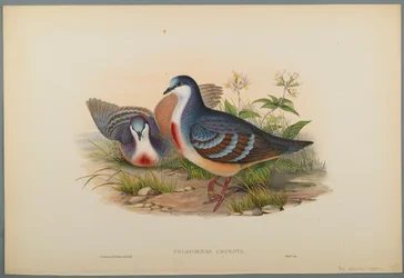 Philogoenas Cruenta