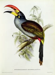 Pteroglossus hypoglaucus uit Tropical Birds