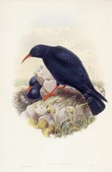 Alpenkraai (Pyrrhocorax pyrrhocorax), gravure door John Gould