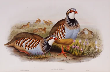 Roodpootpatrijzen, 1862-73