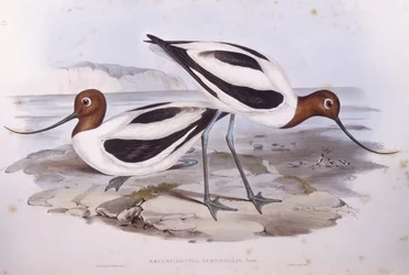 Roodnekkluut (Recurvirostra novaehollandiae), gravure door John Gould