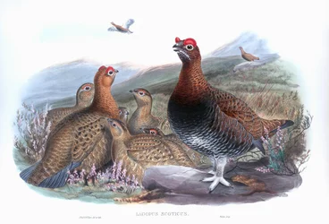 Schots sneeuwhoen, Lagopus lagopus scotica