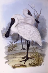 Koningslepelaar (Platalea regia), gravure door John Gould