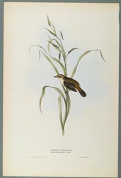 Salicaria Phragmatis: Rietzanger