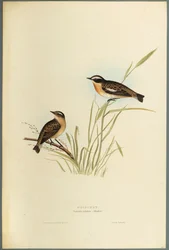 Saxicola Rubetra - Roodborsttapuit