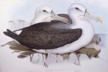 Schuwe albatros (Diomedea of Thalassarche cauta), Gravure door John Gould