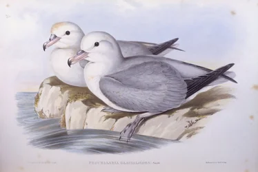 Zuidelijke stormvogel (Fulmarus glacialoides), gravure door John Gould