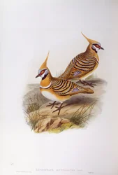 Spinifexduif (Lophophaps of Geophaps plumifera leucogaster), gravure door John Gould