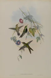 Sporadinus Elegans: St. Domingo Kolibrie