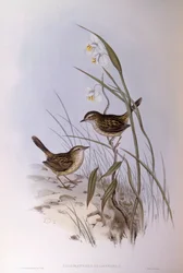 Gestreepte calamanthus (Calamanthus fuliginosus), Gravure door John Gould