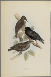 Sturnus Vulgaris - Spreeuw