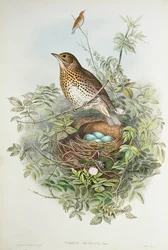 Lijster met zijn nest