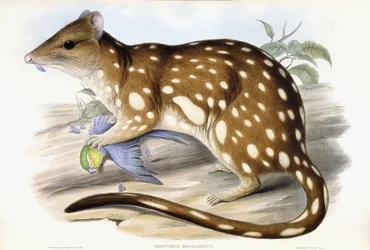 Tijger Quoll