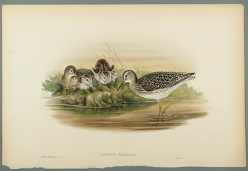 Totanus Glareola - Bosruiter