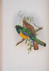 Trogon Atricollis, plaat uit The Birds of Great Britain van John Gould, gepubliceerd 1862-73