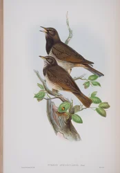 Turdis Atrogularis, plaat uit The Birds of Great Britain door John Gould, uitgegeven 1862-73