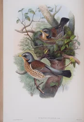 Turdus Pilaris, plaat uit The Birds of Great Britain door John Gould, uitgegeven 1862-73