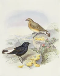 Variabele tapuit (Oenanthe picata), gravure door John Gould